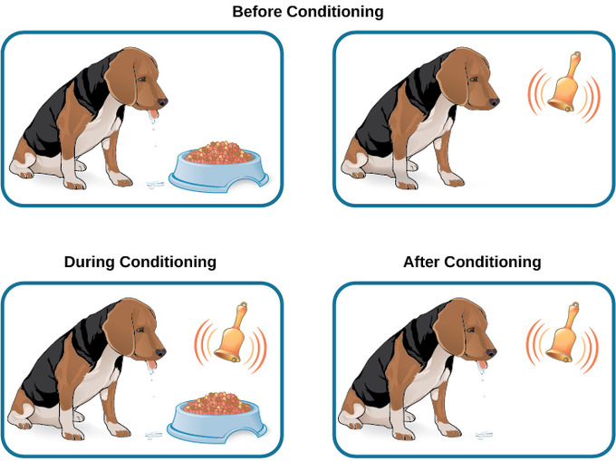 classical-conditioning-bagaimana-beradaptasi-dengan-alami-edu